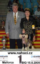 Best in Group 1 - Gessi Modr kvt, judge: K.S. Wilberg, N x UK