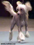 Ich. Gessi Modr kvt - Dog of the Year 2002 ATK, chinese crested dog, owner: Brychtov