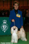 Ich. CODY z Haliparku - "Very Highly Commended" at Crufts 2007