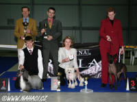 BEST IN SHOW - Club show KCHN (173 dogs) - BIS Chinese Crested Dog Powder Puff Ch. Oliver Modry kvet, owner Libuše Brychtova, judges: Hans v.d. Beg (NL) + Tino Pehar (CRO). Many thanks for judging!